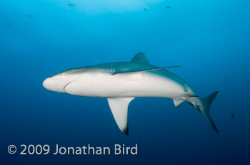 Galapagos Shark [Carcharhinus galapensis]