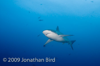 Galapagos Shark [Carcharhinus galapensis]