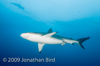 Galapagos Shark [Carcharhinus galapensis]