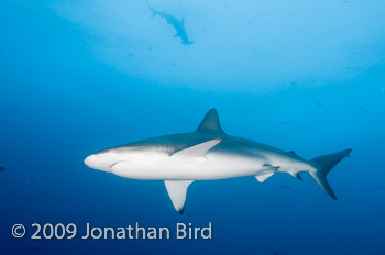 Galapagos Shark [Carcharhinus galapensis]