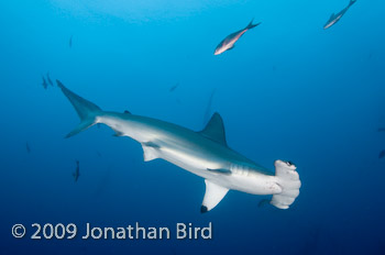 Scalloped Hammerhead Shark [Sphyrna lewini]