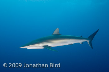 Silky Shark [Carcharhinus falciformis]