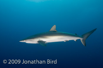 Silky Shark [Carcharhinus falciformis]