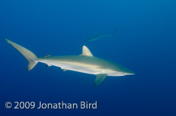 Silky Shark [Carcharhinus falciformis]