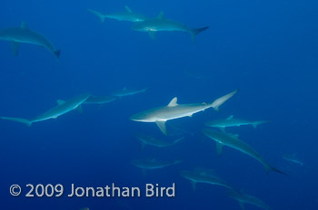 Silky Shark [Carcharhinus falciformis]