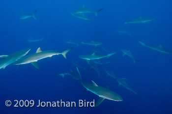 Silky Shark [Carcharhinus falciformis]