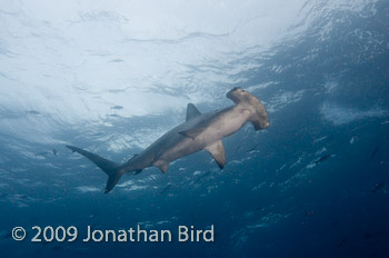 Scalloped Hammerhead Shark [Sphyrna lewini]