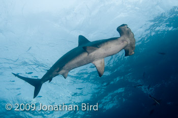 Scalloped Hammerhead Shark [Sphyrna lewini]