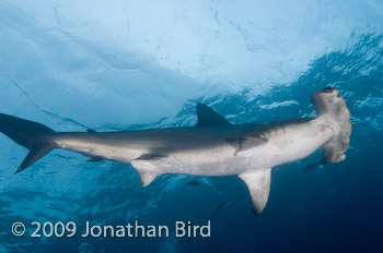 Scalloped Hammerhead Shark [Sphyrna lewini]