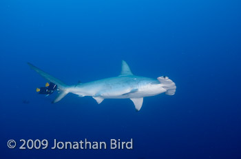 Scalloped Hammerhead Shark [Sphyrna lewini]