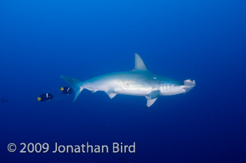 Scalloped Hammerhead Shark [Sphyrna lewini]