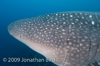 Whale Shark [Rhincodon typus]