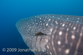 Whale Shark [Rhincodon typus]