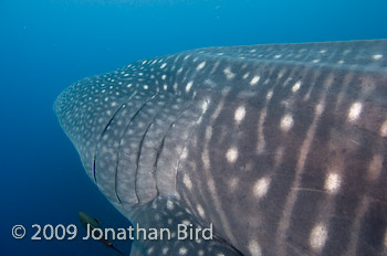 Whale Shark [Rhincodon typus]