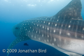 Whale Shark [Rhincodon typus]