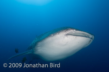 Whale Shark [Rhincodon typus]