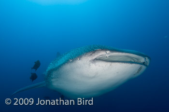 Whale Shark [Rhincodon typus]