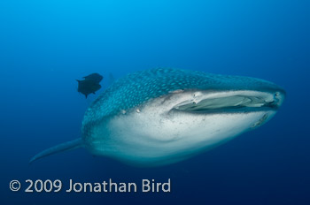 Whale Shark [Rhincodon typus]