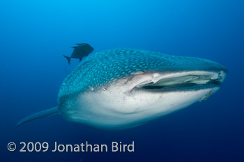 Whale Shark [Rhincodon typus]