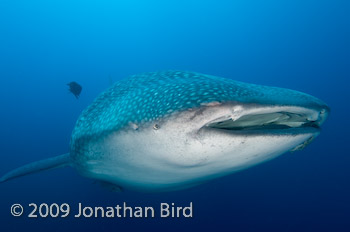 Whale Shark [Rhincodon typus]