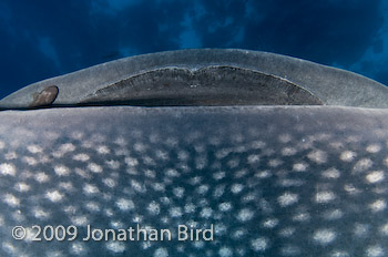 Whale Shark [Rhincodon typus]