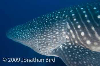 Whale Shark [Rhincodon typus]