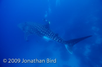 Whale Shark [Rhincodon typus]