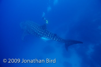 Whale Shark [Rhincodon typus]