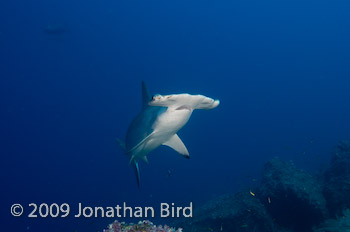 Scalloped Hammerhead Shark [Sphyrna lewini]