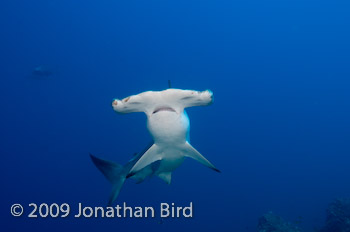 Scalloped Hammerhead Shark [Sphyrna lewini]