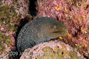 Finespotted Moray eel [Gymnothorax dovii]