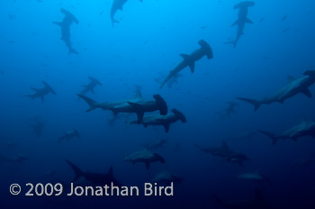 Scalloped Hammerhead Shark [Sphyrna lewini]