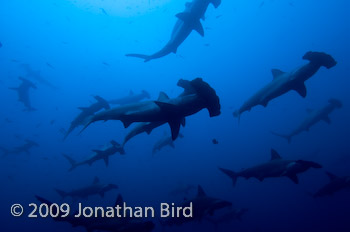 Scalloped Hammerhead Shark [Sphyrna lewini]