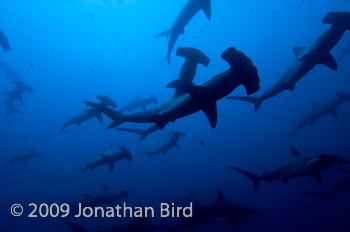 Scalloped Hammerhead Shark [Sphyrna lewini]