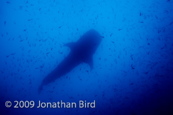 Whale Shark [Rhincodon typus]