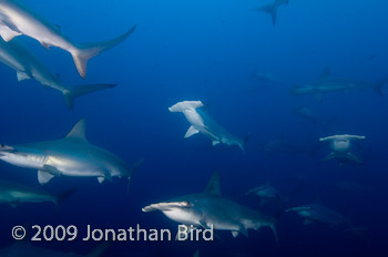 Scalloped Hammerhead Shark [Sphyrna lewini]