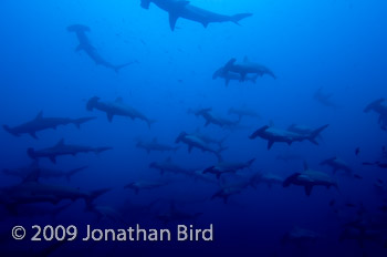 Scalloped Hammerhead Shark [Sphyrna lewini]