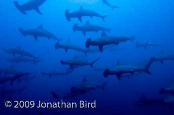 Scalloped Hammerhead Shark [Sphyrna lewini]