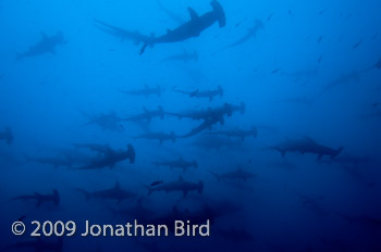 Scalloped Hammerhead Shark [Sphyrna lewini]