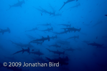 Scalloped Hammerhead Shark [Sphyrna lewini]