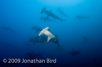 Scalloped Hammerhead Shark [Sphyrna lewini]