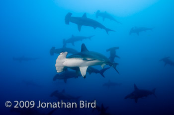 Scalloped Hammerhead Shark [Sphyrna lewini]