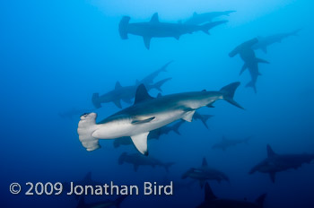 Scalloped Hammerhead Shark [Sphyrna lewini]