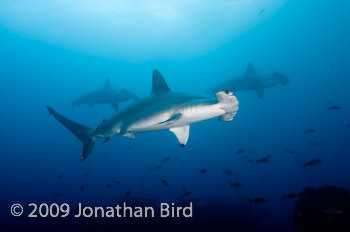 Scalloped Hammerhead Shark [Sphyrna lewini]