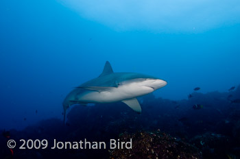 Galapagos Shark [Carcharhinus galapensis]