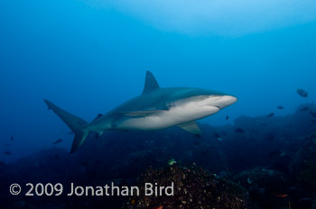 Galapagos Shark [Carcharhinus galapensis]