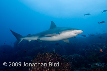 Galapagos Shark [Carcharhinus galapensis]