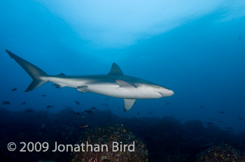 Galapagos Shark [Carcharhinus galapensis]