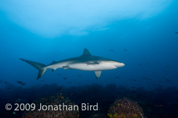 Galapagos Shark [Carcharhinus galapensis]