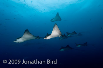 Spotted Eagle Ray [Aetobatus narinari]